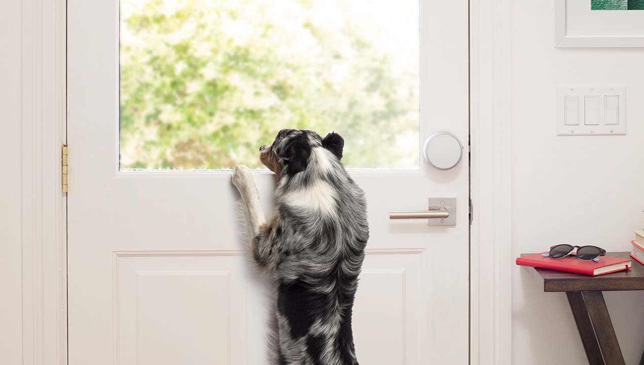 Leaving Your Pet Home Alone More Often? Top Tips from August and Wag!